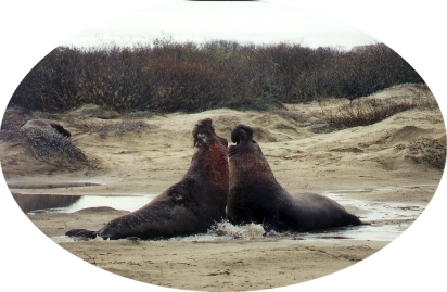 Male seals clashing