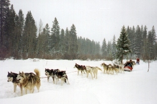 dogsled