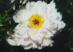 white flower