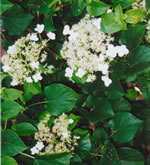 white flowers