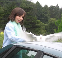 Simone thought perhaps the dove had escaped from a wedding