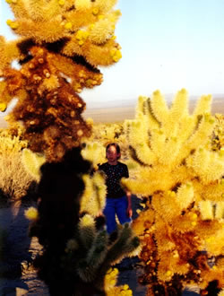 Cholla Cactus Garden