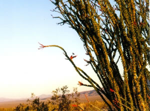 Ocotillo