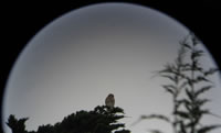 Red-shouldered hawk