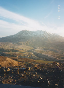 Trees strewn by the lava flowing from Mt. St. Helens